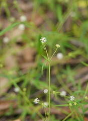 Hydrocotyle geraniifolia