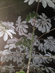 Cecropia peltata