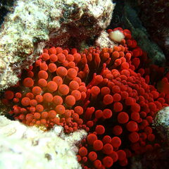 Entacmaea quadricolor