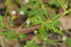 Hydrocotyle geraniifolia