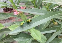Chrysocoris