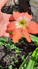 Hippeastrum