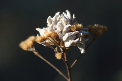 Aceria kiefferi