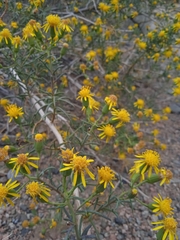Senecio subulatus