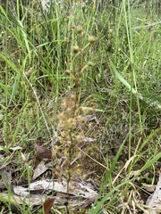 Drosera