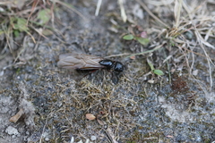 Camponotus