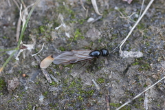 Camponotus