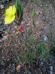 Oenothera odorata