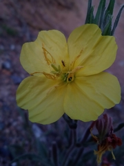 Oenothera odorata