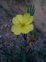 Oenothera odorata