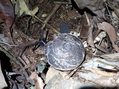 Solaropsis gibboni