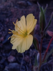 Oenothera odorata