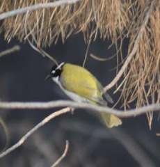 Melithreptus chloropsis