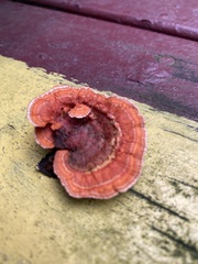 Daedaleopsis tricolor