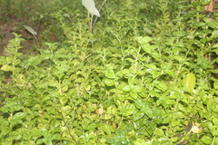 Epilobium pedunculare