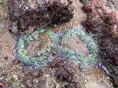 Anemonia viridis