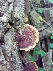 Fuscoporia gilva