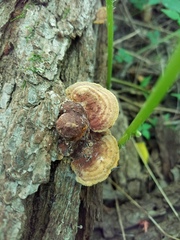 Fuscoporia gilva
