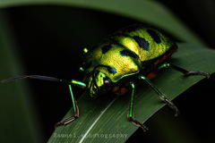 Chrysocoris