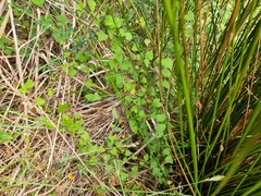 Calystegia tuguriorum