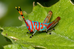 Pirithoicus ophthalmicus