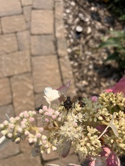 Muscidae