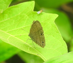 Hermeuptychia hermes