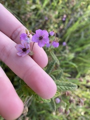 Thomasia petalocalyx
