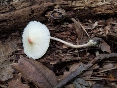 Leucocoprinus flavescens