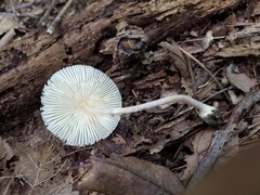 Leucocoprinus flavescens