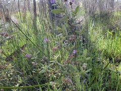 Thomasia petalocalyx