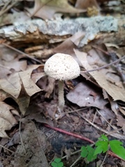 Cystolepiota