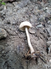 Cystolepiota