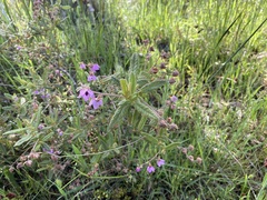 Thomasia petalocalyx