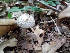 Cystolepiota