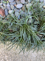 Ophiopogon