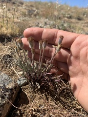 Erigeron bloomeri bloomeri