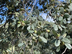 Quercus arizonica