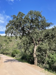 Quercus arizonica