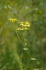Senecio velleioides