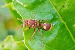 Ropalidia variegata