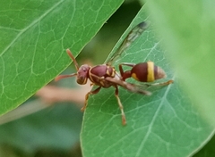 Ropalidia variegata