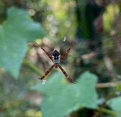 Argiope mangal