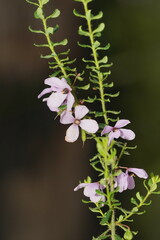 Tetratheca pilosa