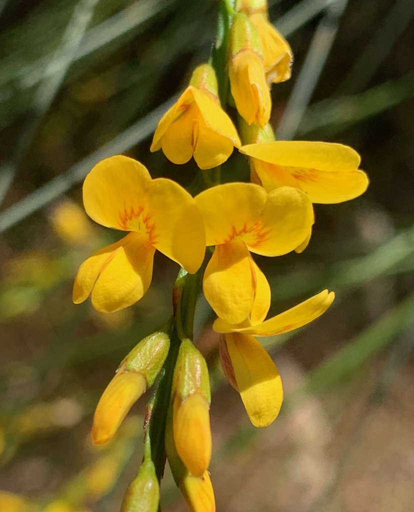 Viminaria