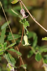 Billardiera mutabilis