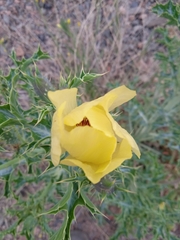 Argemone subfusiformis