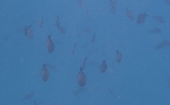 Acanthurus nigrofuscus