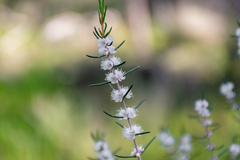 Hypocalymma angustifolium