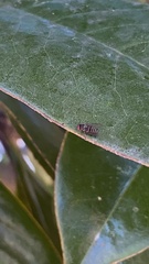 Lindneromyia dorsalis